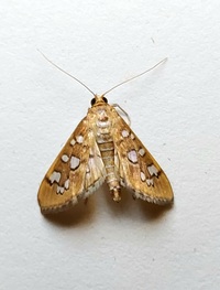 Diastictis baccatalis