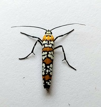 Atteva aurea