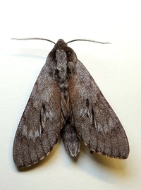 Lapara coniferarum
