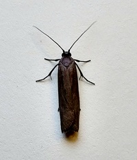 Urodus parvula
