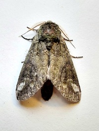 Heterocampa obliqua