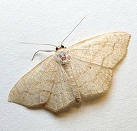 Scopula limboundata