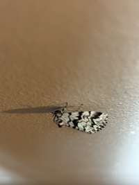 Panthea acronyctoides