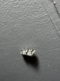 Panthea acronyctoides