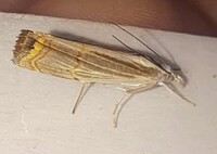 Parapediasia decorellus