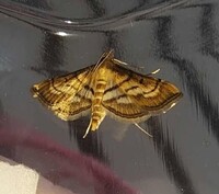 Marasmia cochrusalis