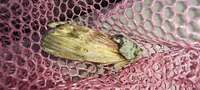 Oedemasia semirufescens