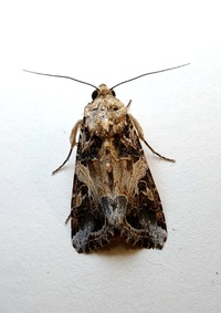 Spodoptera ornithogalli