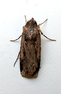 Feltia subterranea