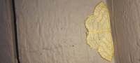 Scopula limboundata