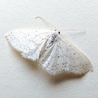 Idaea tacturata