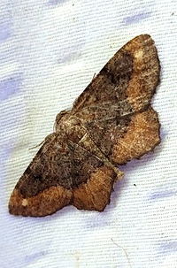 Hypagyrtis esther