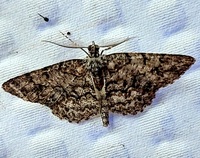 Protoboarmia porcelaria