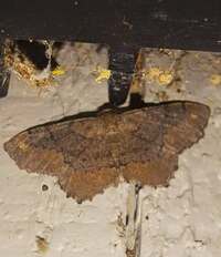 Hypagyrtis esther