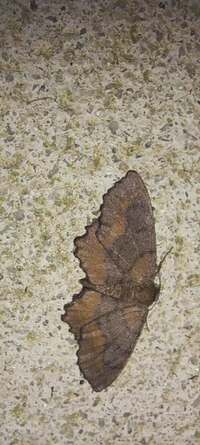 Hypagyrtis esther
