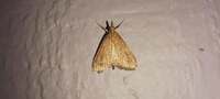 Udea rubigalis