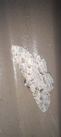 Iridopsis defectaria