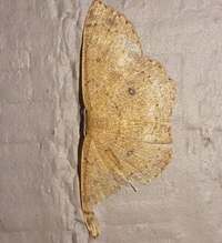 Cyclophora packardi