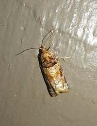 Argyrotaenia kimballi