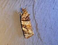 Argyrotaenia kimballi