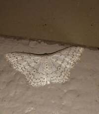 Idaea tacturata