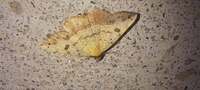 Hemeroplanis scopulepes