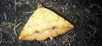Hemeroplanis scopulepes