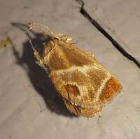 Apoda biguttata