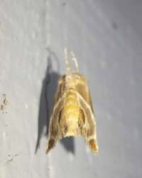 Apoda biguttata
