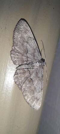 Iridopsis vellivolata
