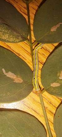 Dasylophia anguina