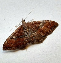 Orthonama obstipata