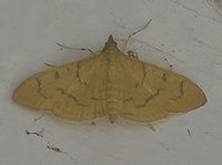 Condylorrhiza vestigialis