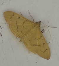 Condylorrhiza vestigialis