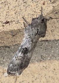Oedemasia leptinoides