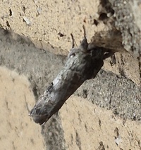 Oedemasia leptinoides