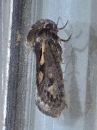 Acrolophus popeanella