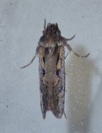 Acrolophus popeanella