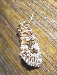 Callopistria granitosa
