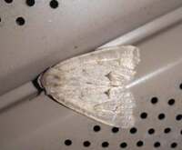 Acronicta betulae