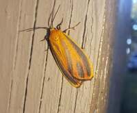 Hypoprepia fucosa