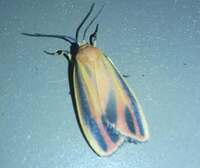Hypoprepia fucosa