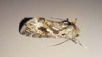 Chrysodeixis includens
