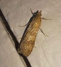Nomophila nearctica