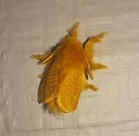 Megalopyge pyxidifera