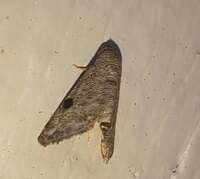 Abablemma brimleyana