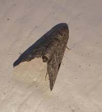 Abablemma brimleyana