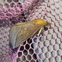 Phyprosopus callitrichoides