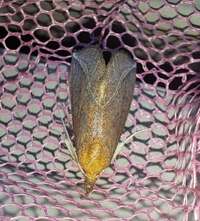 Phyprosopus callitrichoides