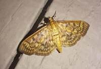 Herpetogramma thestealis